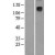 Western Blot: CD163 Lysate [NBL1-08909] - Western Blot experiments. 
Left-Control; Right -Over-expression Lysate for CD163
